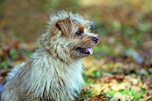 ten terrier dog breeds