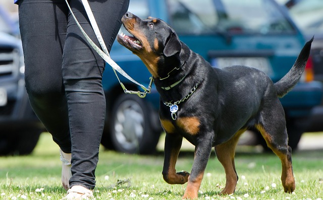 training dog to recall and come back