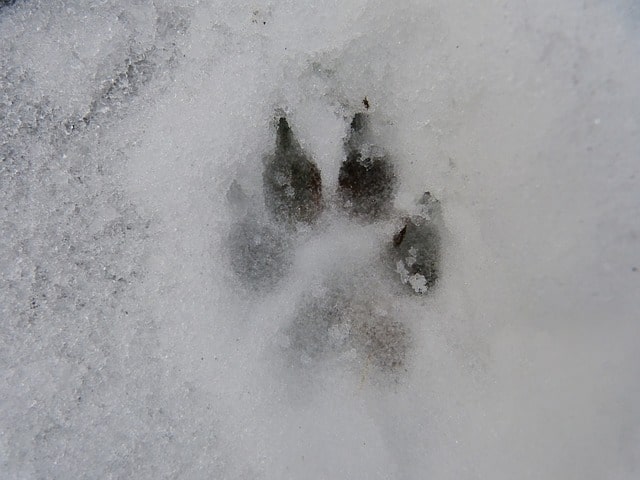 safe winter dog walking 