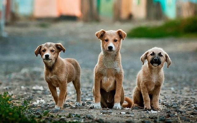 finding good canine breeders