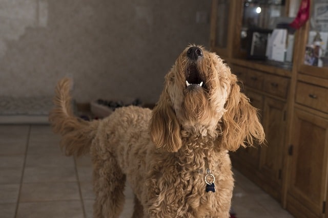 preventing a dog barking