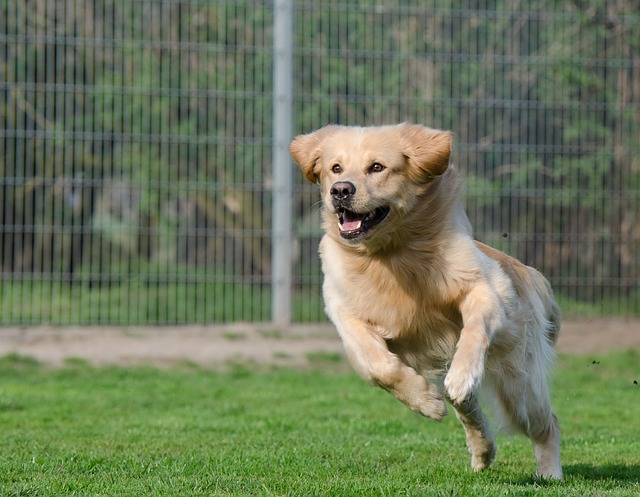 How to rehome rescue dogs at Christmas