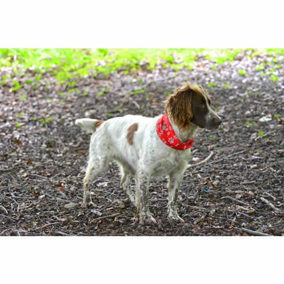 Red Paw & Bone Print Reflective Dog Scarf – Dog Bandanas