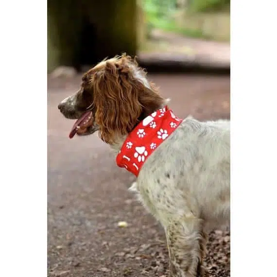 Red Paw & Bone Print Reflective Dog Scarf – Dog Bandanas