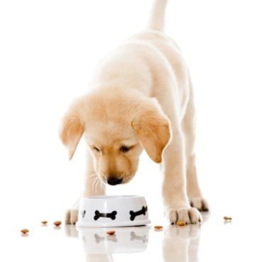 Paws plus one puppy blog Looking after your puppy