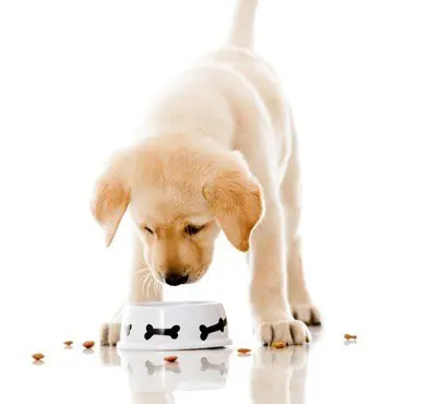 Paws plus one puppy blog Looking after your puppy