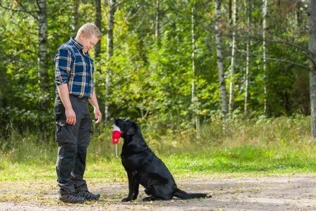 Dog whistle training