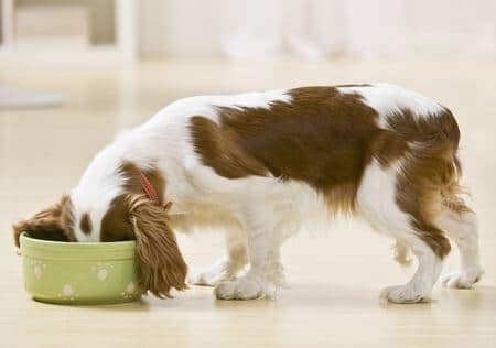 Foods dangerous to dogs