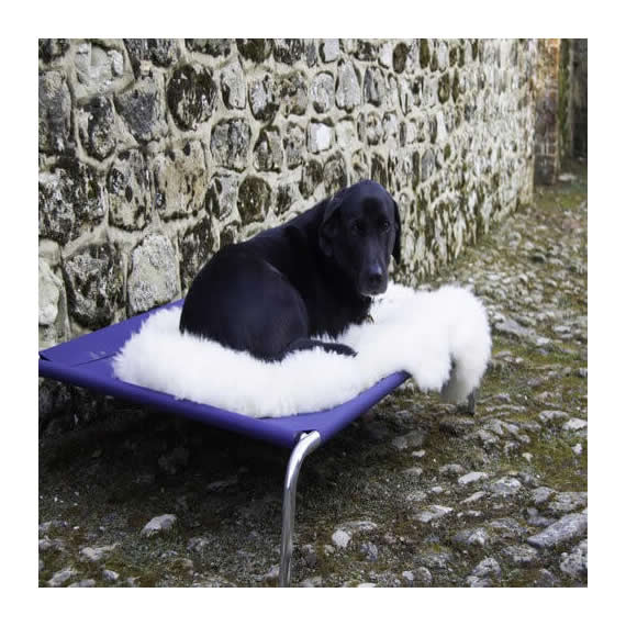 Waterproof Raised Dog Bed