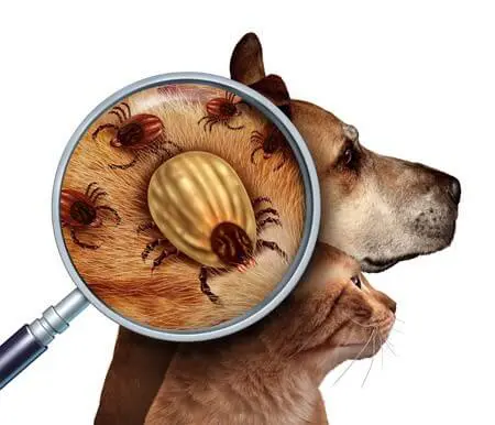 Tick infestaion Tick infestation
