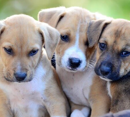 Types of small to shop medium dogs