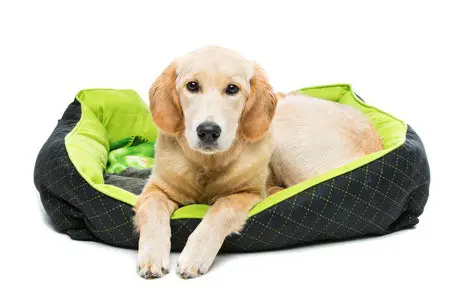 golden retriever dog lying on green puppy pillow.