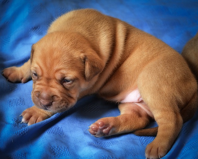 Which Dog Breed is Best For Your Lifestyle, Small, Medium or Large Which Dog Breed is Best For Your Lifestyle, Small, Medium or Large
