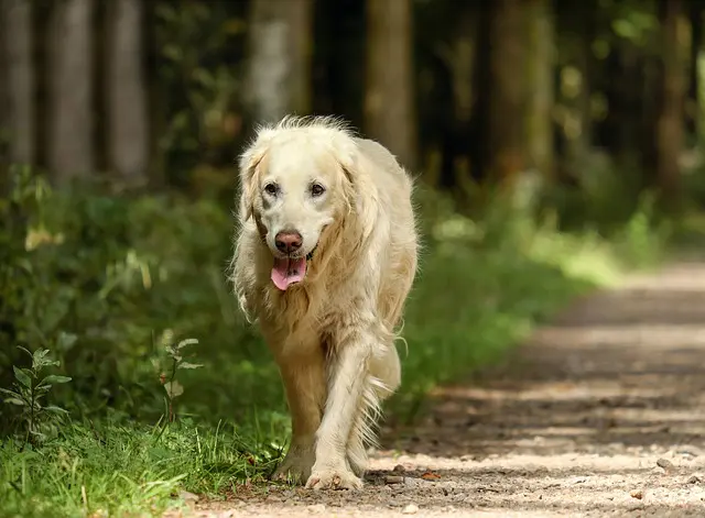 keep dogs free from ticks