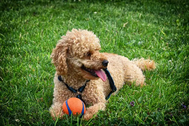 canine toy training