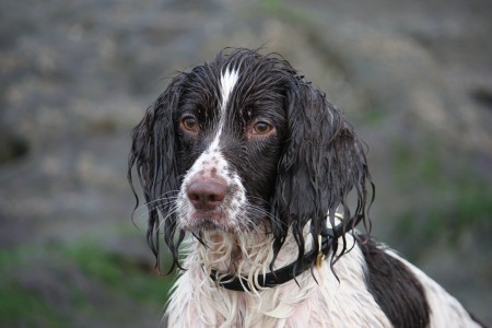 Dog Photography Competition Tips Techniques paws plus one Dog Photography Competition Tips Techniques