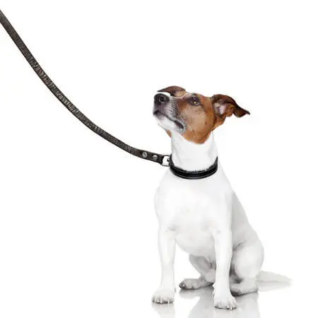 Paws Plus One Dog Collar