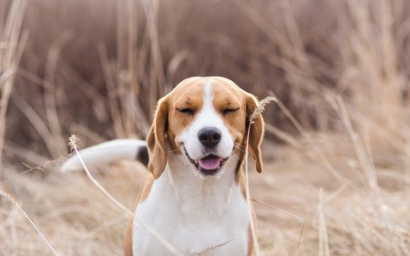 Dog Clothing Helps Allergies - Hotterdog Range - Paws Plus One Dog Clothing Helps Allergies - Hotterdog Range - Paws Plus One