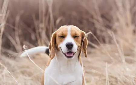 Paws Plus One Dog Coat to help with allergies