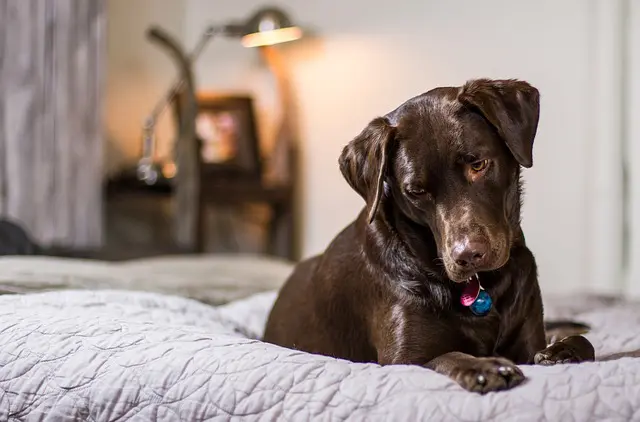 choosing best dog beds