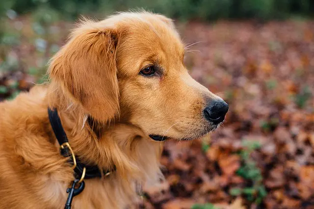 canine dog collars