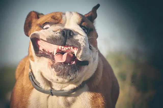 keeping happy content dogs