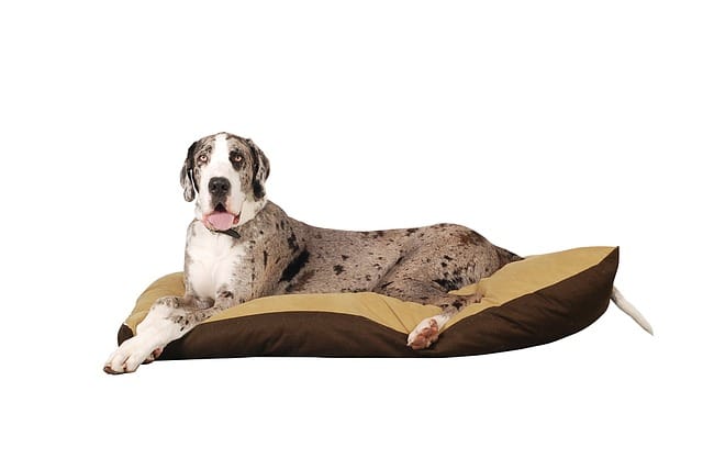 best large dog beds