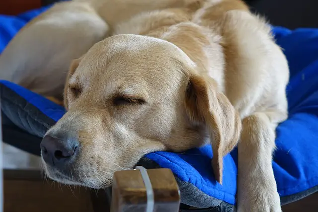 choosing canine beds