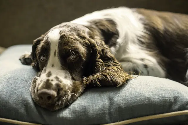 best canine beds choice