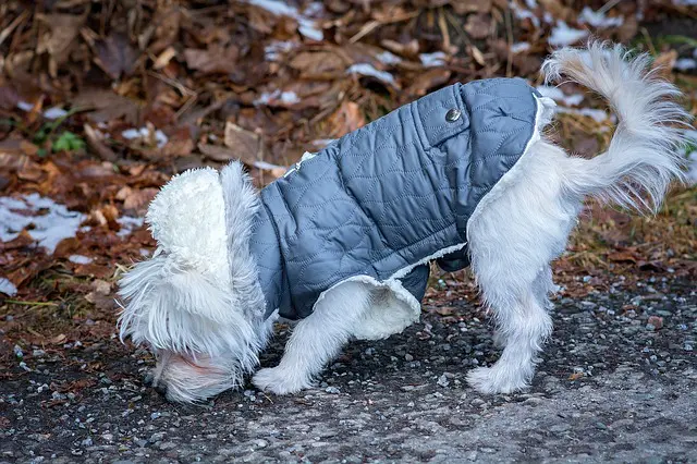 choosing the right dog raincoat