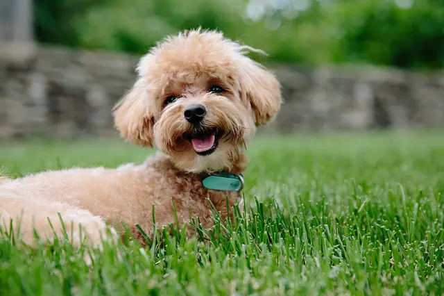 long haired puppy groomers guide