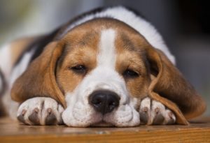 Choosing the right bed and bedding for your dog