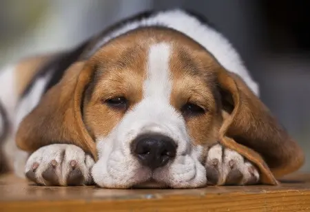 Paws Plus One puppy lying on the wood Choosing the right bed and bedding for your dog
