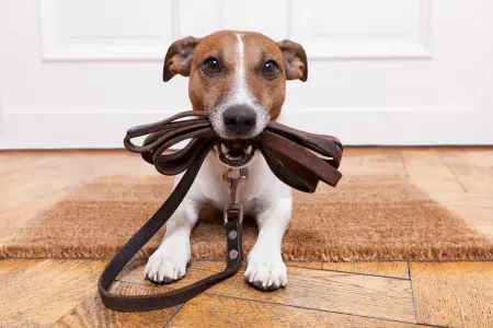 best dog lead paws plus one dog lead