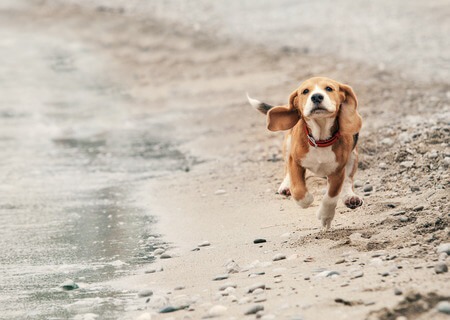 Dog Walking Lead Training
