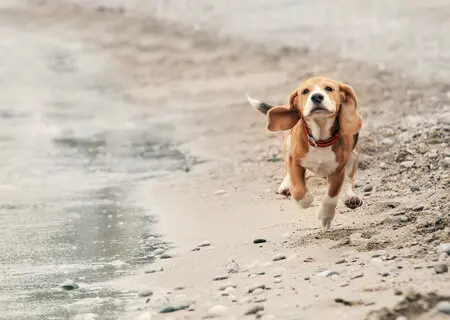 Paws Plus One Dog Walking Lead Training
