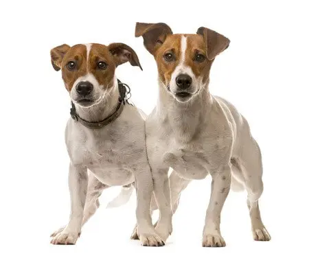 two jack Russell terriers paws plus one Types of Terrier Dogs How to Look After Terriers