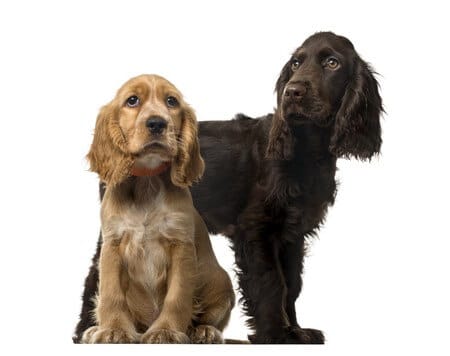 different kinds of spaniel dogs