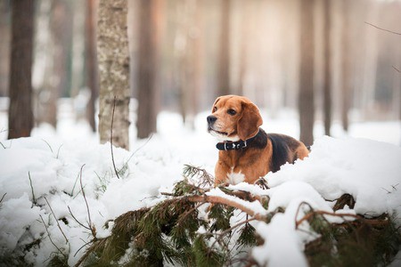 winter dog walking