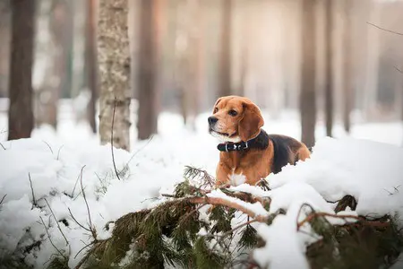 beagle walking in winter paws plus one winter dog walking