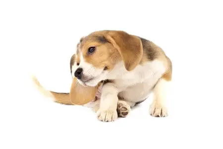 Dog Skin Problems Itching Scratching paws plus one Dog Skin Problems Itching Scratching