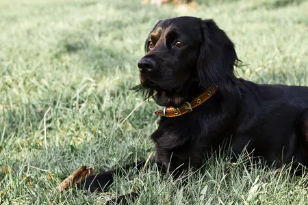 purebred cocker spaniel paws plus one How To Groom Double Coated Dogs