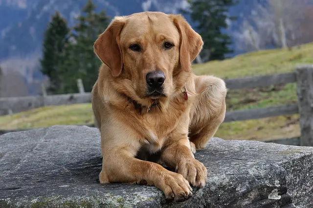 Labrador dogs