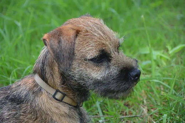 types of terrier breeds