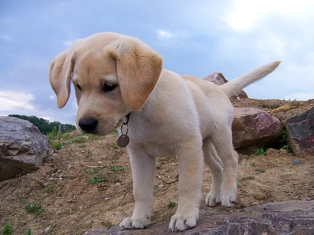 Looking after Labrador puppies