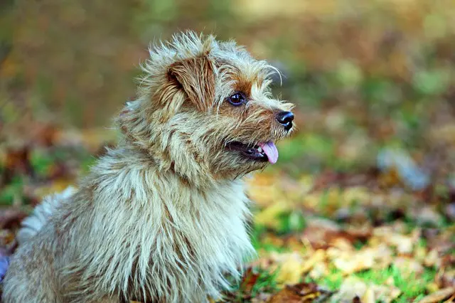 ten terrier dog breeds
