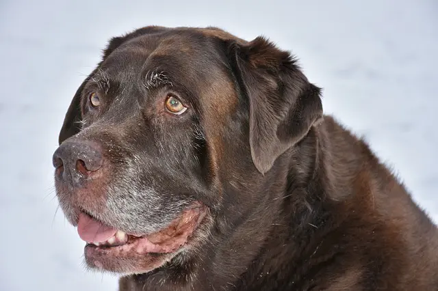 how to look after elderly canines