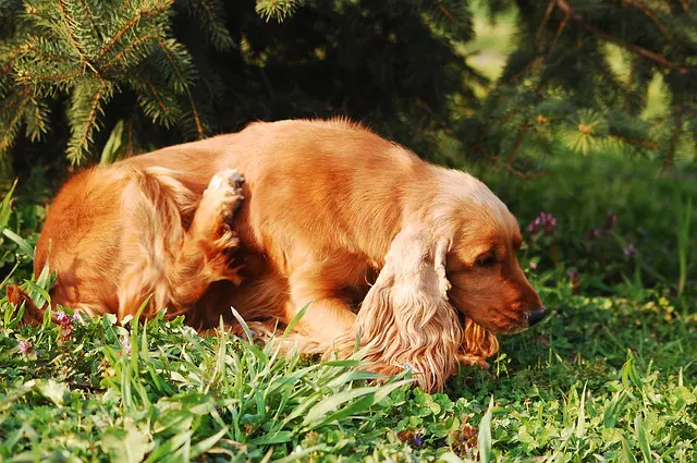 cocker spaniel scratching skin problems