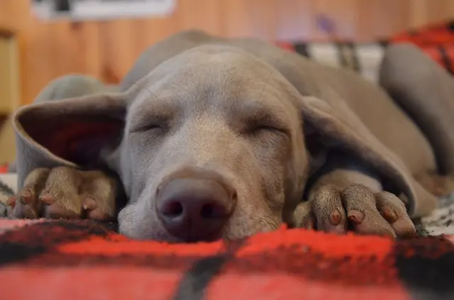 choosing correct dog bedding