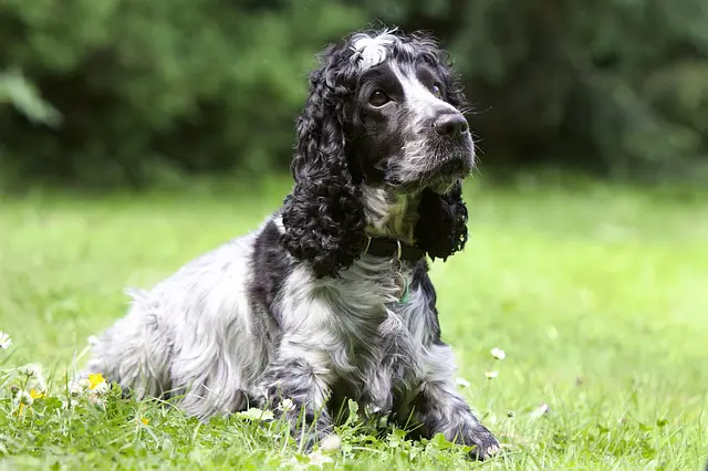 spaniel dog breed types 